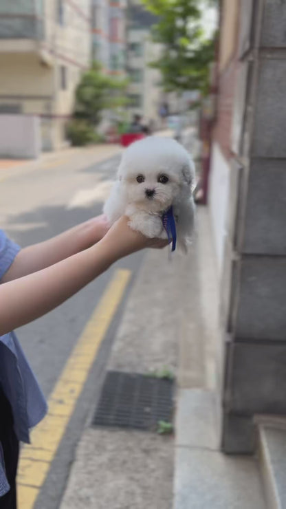 Tea cup Bichonfrise -Wooby