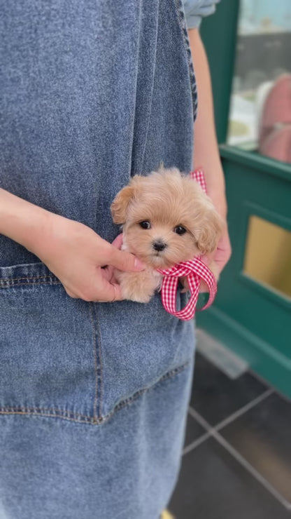 Tea cup Maltipoo- pay