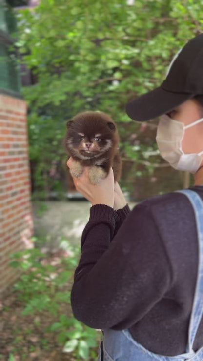 Teacup Chocotan Pomeranian- Luna