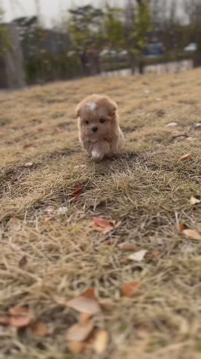 Teacup maltipoo -Soda