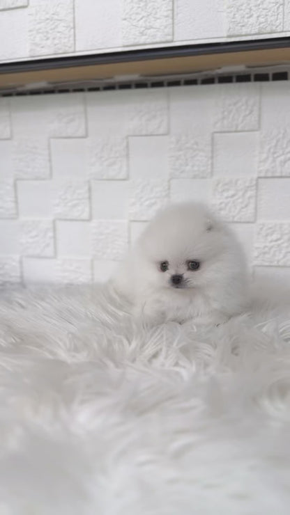 Teacup pomeranian- Songyi