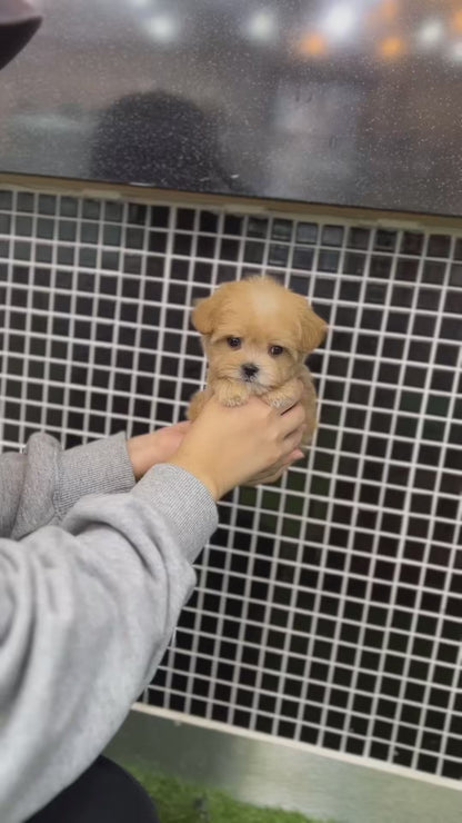 Tea cup Maltipoo-Lime