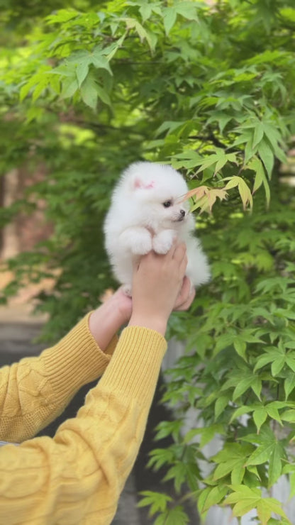 Tea cup Pomeranian-Dasom