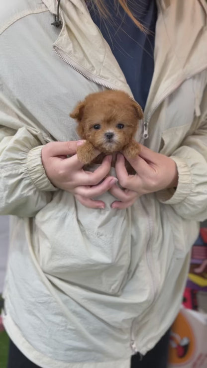 Tea cup Maltipoo-Mizz