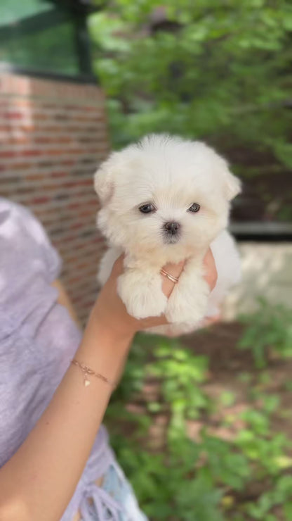 Teacup Maltese-Arin