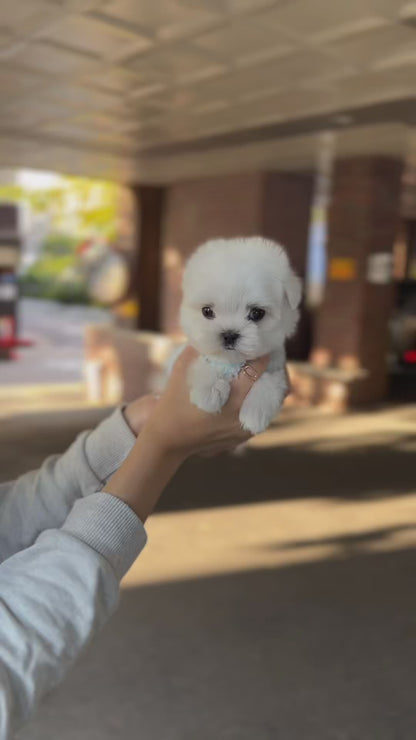 Tea cup Maltese-Haku