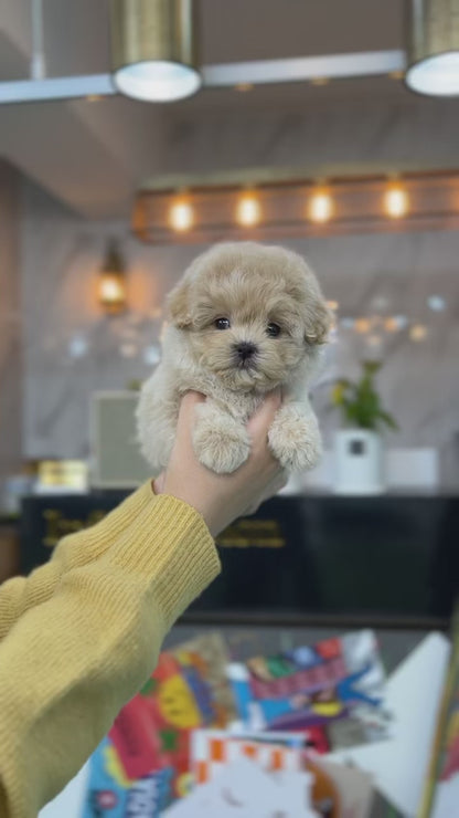 Tea cup Maltipoo- Haribo