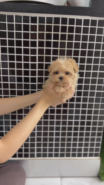 Tea cup Maltipoo-Pico