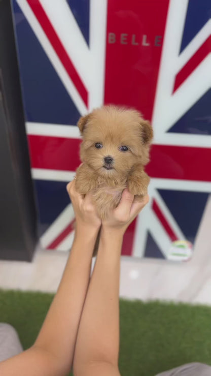 Tea cup Maltipoo-Owen