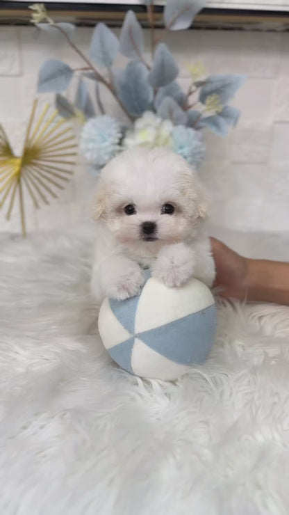 Teacup Bichonfrise -Chico