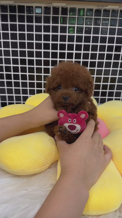 Teacup Redpoodle- Luti