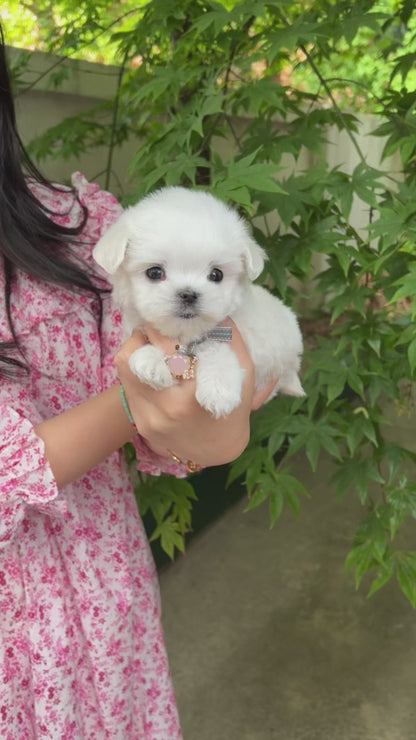 Tea cup Maltese- Snoopy