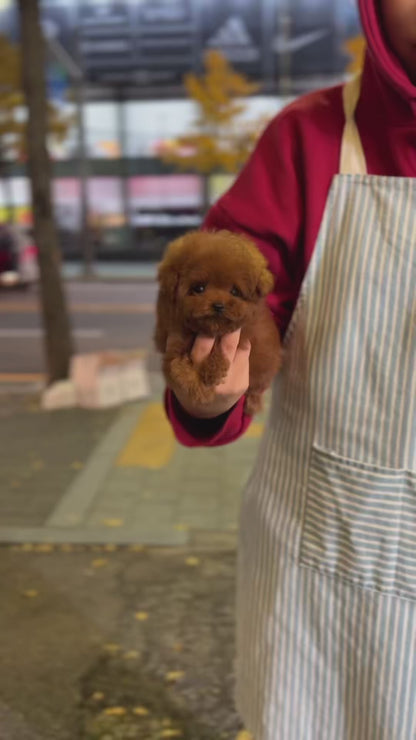 Tea cup poodle-Doldol