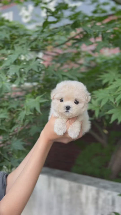 Tea cup Maltipoo- Juju