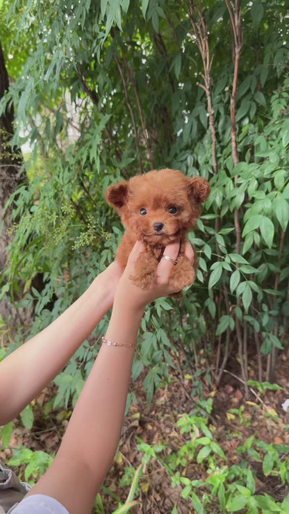 Teacup Toy poodle- lumi