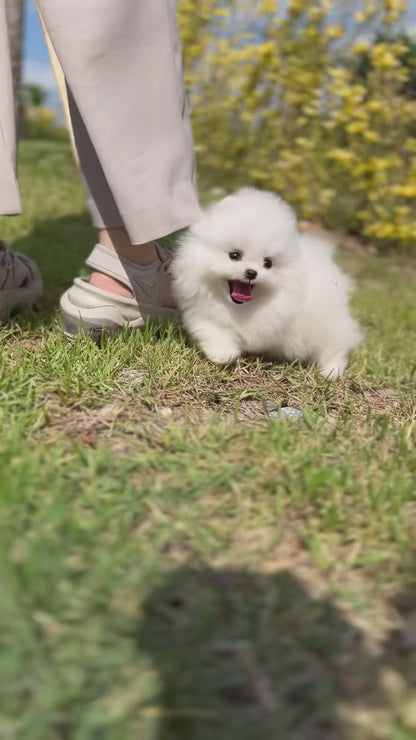 Teacup Pomeranian - Raki