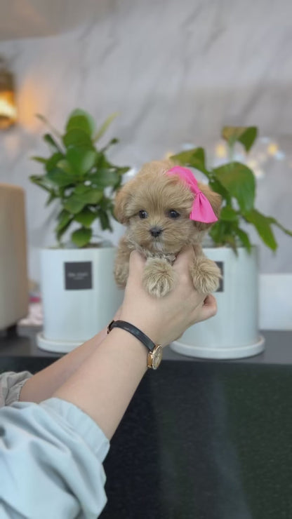 Tea cup Maltipoo- Colby