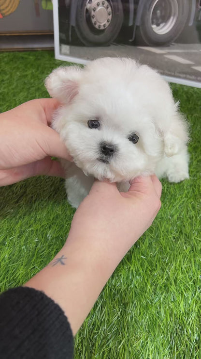 Tea cup Bichonfrise -Tony