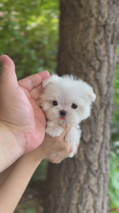 Tea cup Maltese- Ruki