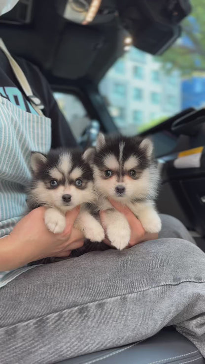 Teacup Pomsky -Taro&Sori