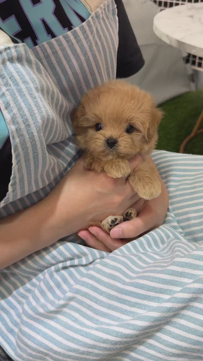 Teacup Maltipoo- Cream