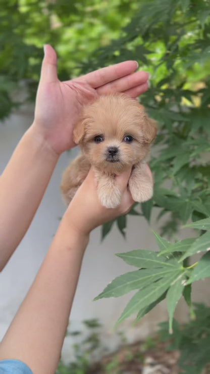 Tea cup Maltipoo-Diana