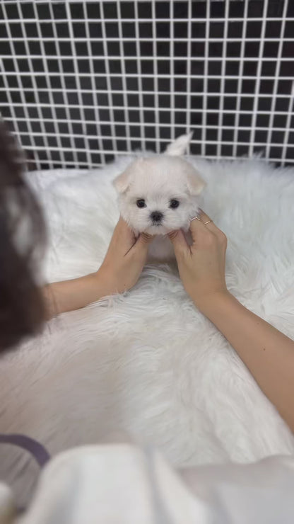 Teacup Maltese- Titi