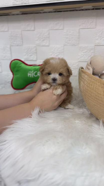 Teacup maltipoo -Wooming