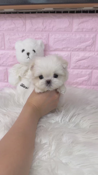 Teacup Maltese- Suga