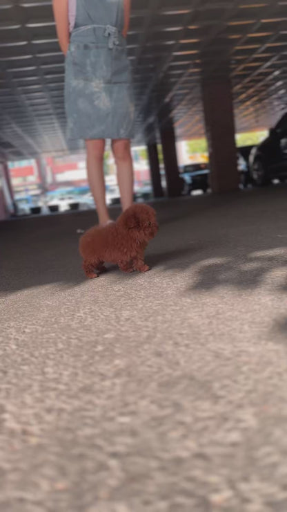 Teacup Red poodle- Amu