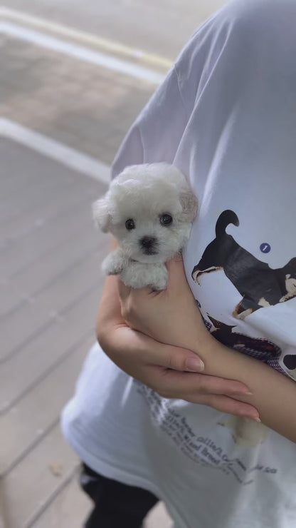 Teacup Bichonfrise -Ruri