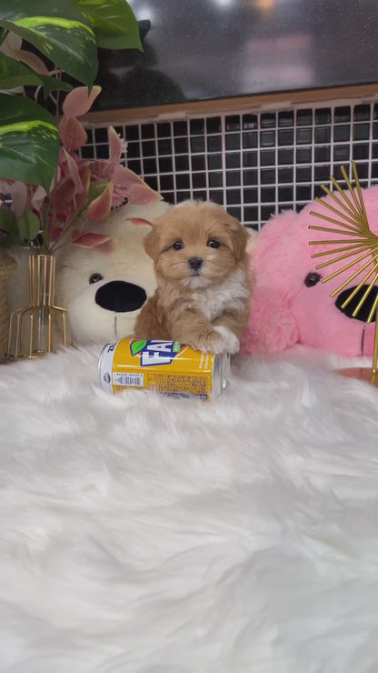 Tea cup Maltipoo-Coconut