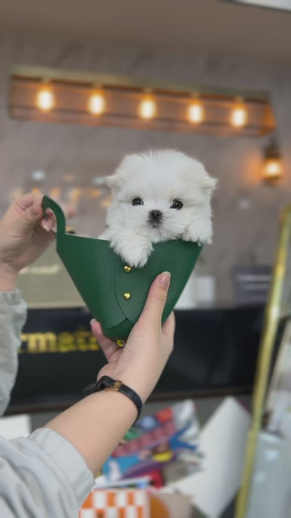 Tea cup Maltese- Brody