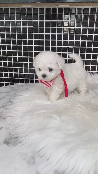 Tea cup Bichonfrise -Milky