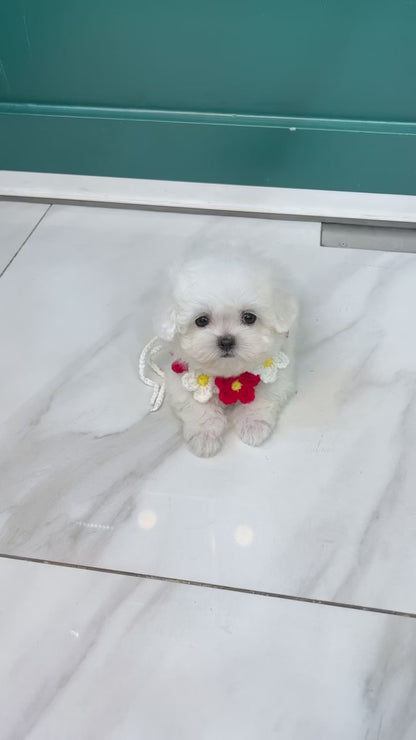 Teacup Bichonfrise -Cozy