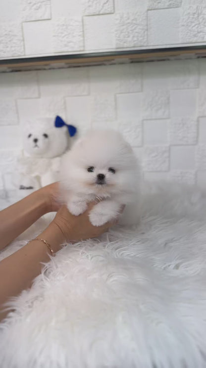 Teacup pomeranian- Sera