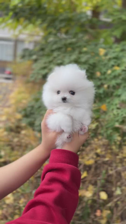 Tea cup Pomeranian-mya