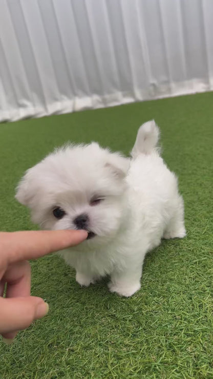 Teacup Maltese - Cookie