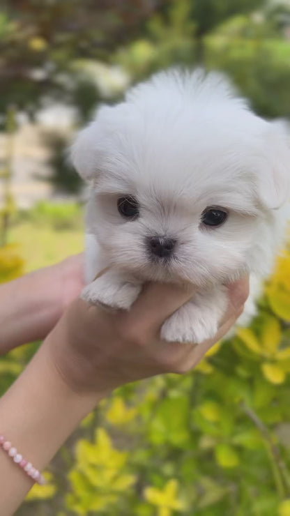 Teacup Maltese- Arin