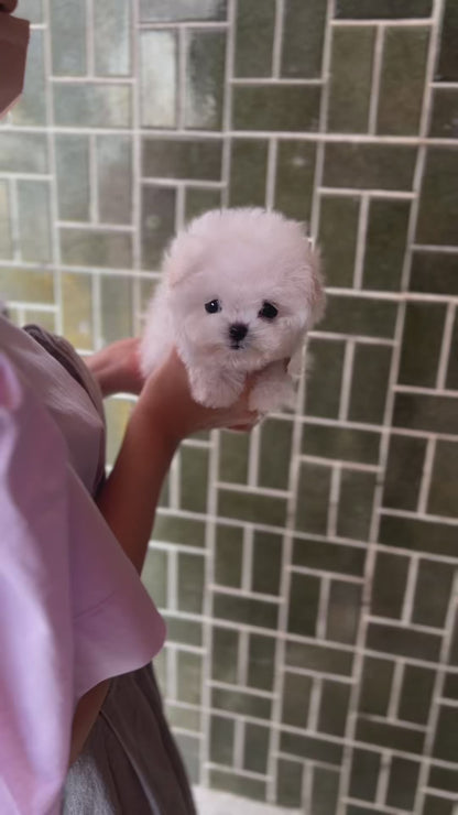 Teacup Bichonfrise - mati