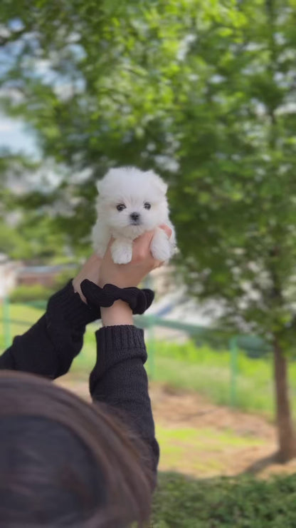 Teacup Maltese- Jeti