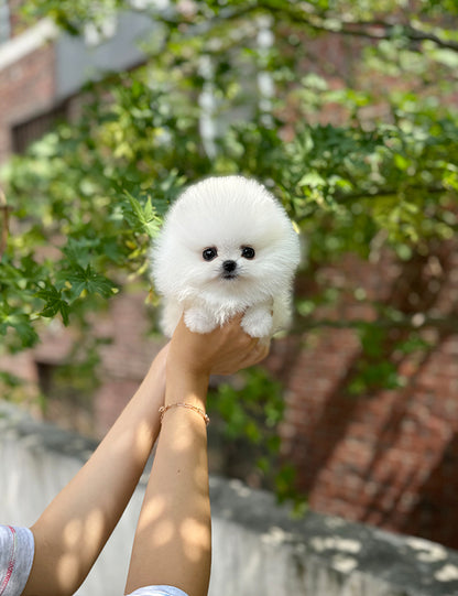 Teacup pomeranian- Songyi